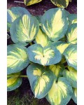 Хоста Біч Бой|Hosta ’Beach Boy’|Хоста Бич Бой